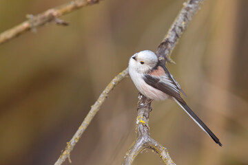 Raniuszek (Aegithalos caudatus) © Grzegorz