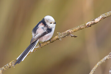 Raniuszek (Aegithalos caudatus) © Grzegorz