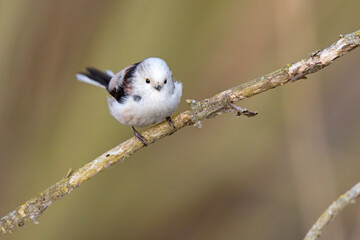 Raniuszek (Aegithalos caudatus) © Grzegorz