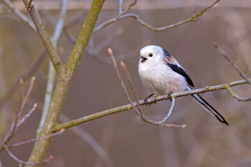 Raniuszek (Aegithalos caudatus) © Grzegorz