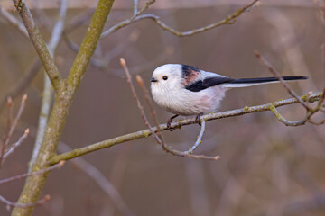 Raniuszek (Aegithalos caudatus) © Grzegorz