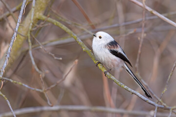 Raniuszek (Aegithalos caudatus) © Grzegorz