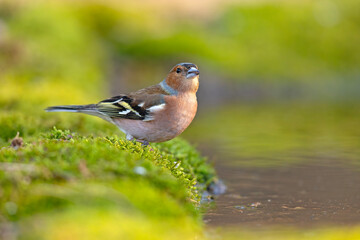 Zięba (Fringilla coelebs) © Grzegorz
