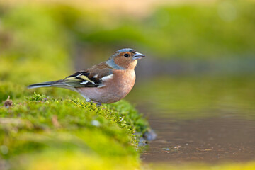 Zięba (Fringilla coelebs) © Grzegorz