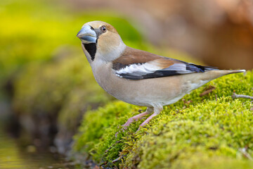 Grubodziób (Coccothraustes coccothraustes) © Grzegorz