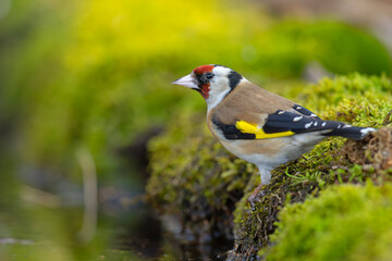 Szczygieł (Carduelis carduelis)  © Grzegorz