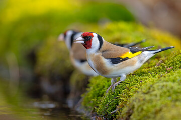 Szczygieł (Carduelis carduelis)  © Grzegorz