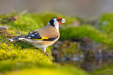 Szczygieł (Carduelis carduelis)  © Grzegorz