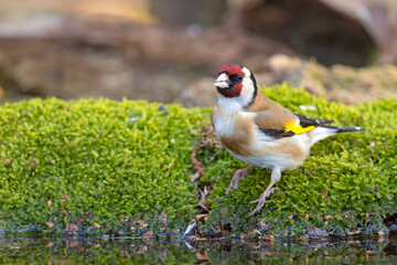 Szczygieł (Carduelis carduelis)  © Grzegorz