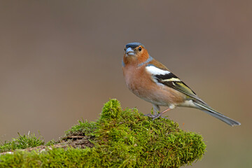 Zięba (Fringilla coelebs) © Grzegorz