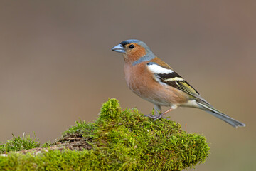 Zięba (Fringilla coelebs) © Grzegorz