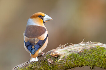 Grubodziób (Coccothraustes coccothraustes) © Grzegorz