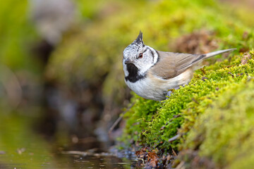 Czubatka (Lophophanes cristatus) © Grzegorz