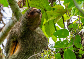 Fototapeta premium A brown-throated sloth (Bradypus variegatus) in Costa Rica by La Fortuna