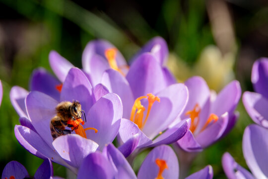 Biene sammelt Pollen auf Stempel eine Krokusbl&uuml;te