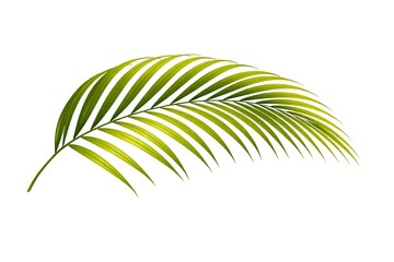 Obraz premium Tropical Palm Leaf with Long Elegant Fronds and Natural Green Texture Isolated on White Background, Exotic Jungle Plant Foliage for Botanical Nature Design