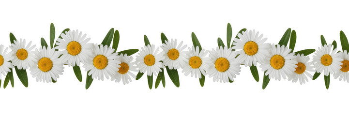 White daisies with yellow centers and green leaves flowers isolated on a transparent background © hatu
