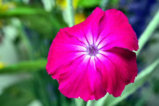 close-up of a Silene flower in a garden during spring