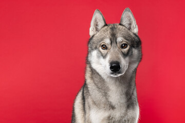 Charming adult siberian husky dog  on a red background with space for copy © Elles Rijsdijk