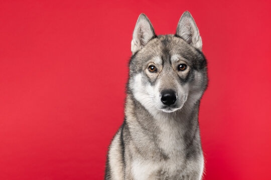Charming adult siberian husky dog  on a red background with space for copy
