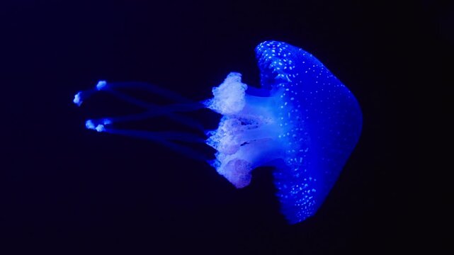 Blue Jellyfish Swimming Underwater With Bioluminescent Glow Against Dark Ocean Background