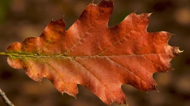 Close up oak leaf changing color from green to golden yellow and red during autumn season, natural seasonal transition and foliage transformation concept in macro nature footage