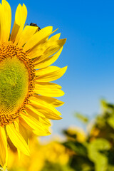 Naklejka premium Sunflowers bloom under a clear blue sky in a vibrant field during the warm summer in rural countryside