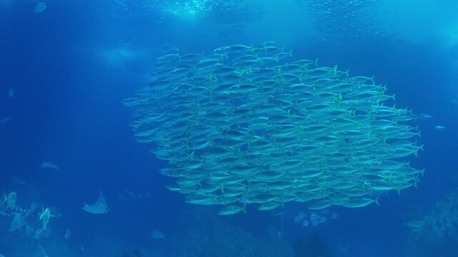 School Of Fish Swimming Together In Deep Blue Ocean Water Underwater Marine Life