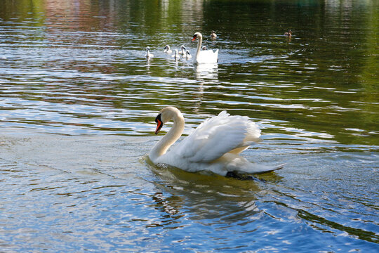 A mute swan (Cygnus olor) swimming on the water with its chicks