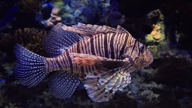 Striped Lionfish Swimming Over Coral Reef With Spiky Fins in Tropical Aquarium Close-Up