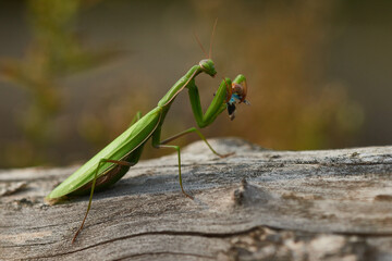 Europäische Gottesanbeterin (Mantis religiosa) mit erbeuteter Blauflügeliger Ödlandschrecke   © Karin Jähne