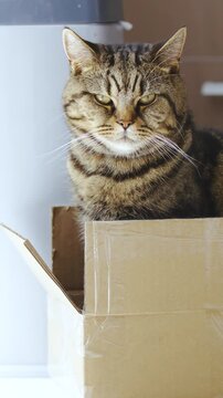 Portrait of a cat sitting in the box look in the camera