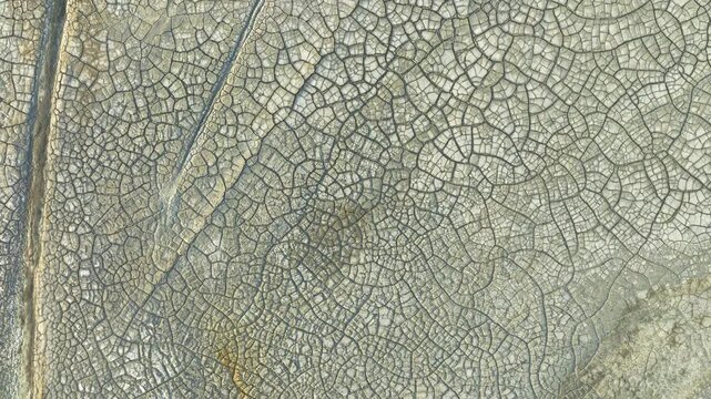 Intricate texture of cracked earth patterns