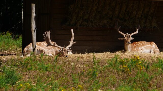 Fallow deer buck in natural environment. Vision Park in Auberive region, France. Slow motion
