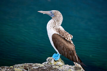 Nazcatölpel - Seevogel mit den blauen Füssen, endemisch auf Galapagosinseln. © Olgierd Kajak