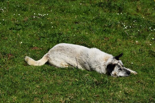 Un perro tumbado en un prado