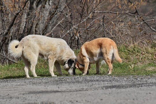 Dos perros olfateando juntos