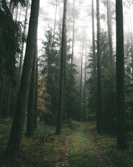 Fototapeta premium Misty forest path with tall trees and foggy atmospheric landscape
