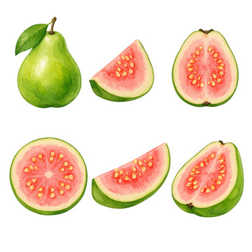 A watercolor vector set of guava fruit whole and sliced for tropical fruit illustrations, fresh food designs, and healthy ingredient clipart.