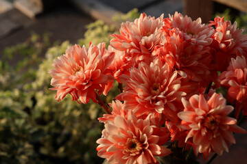 Soft pink chrysanthemum flowers booming in warm sunlight © Mumuuphoto