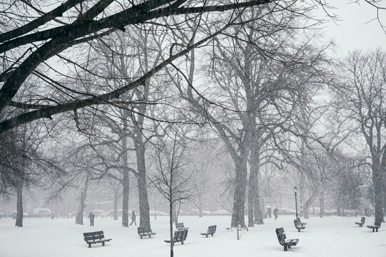 Snow-covered Brooklyn neighborhood during winter snowfall