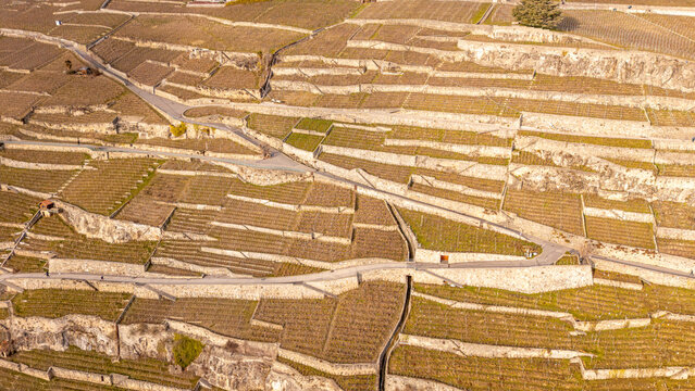 Vineyards in Lavaux during winter in Switzerland