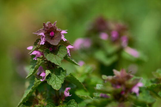 Purpurrote Taubnessel (Lamium purpureum)	