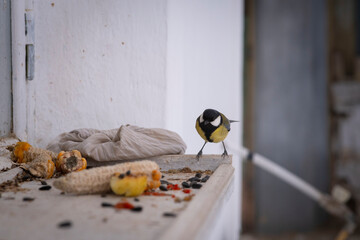 Great tit bird looking forward while perched on a windowsill with seeds © Andrii