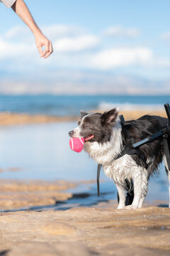 Border collie playing fetch at the beach