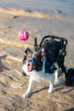Border collie playing fetch with aid of a wheelchair