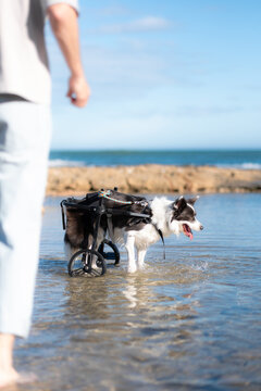 Border collie with wheelchair enjoying a day at the beach