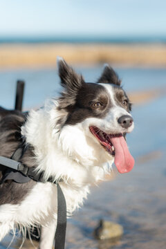 Border collie with mobility aid enjoying a beach day