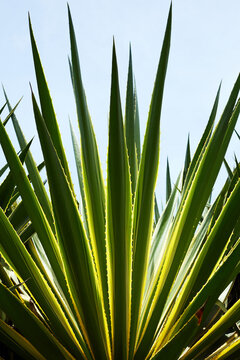 Close-up of a vibrant green yucca plant basking in sunlight