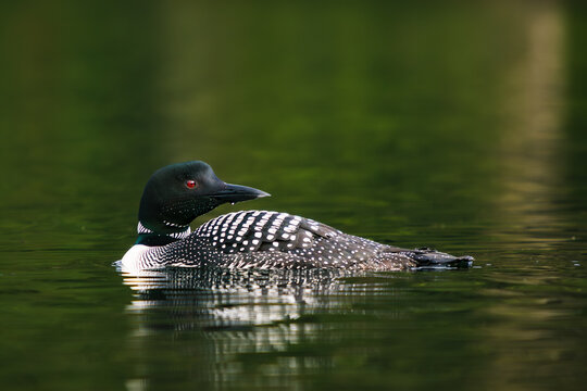 Adult common loon gliding on a calm lake surface